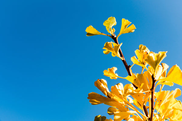 Ginkgo Biloba