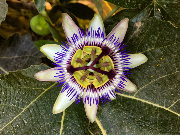 Passiflora